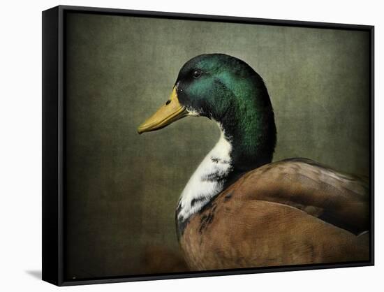 Mallard Duck Portrait-Jai Johnson-Framed Stretched Canvas