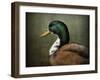 Mallard Duck Portrait-Jai Johnson-Framed Giclee Print