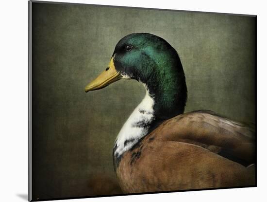 Mallard Duck Portrait-Jai Johnson-Mounted Giclee Print