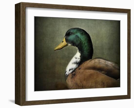 Mallard Duck Portrait-Jai Johnson-Framed Premium Giclee Print