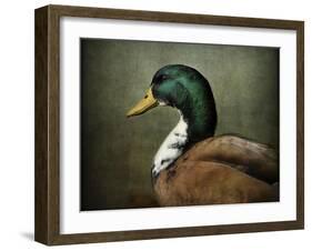 Mallard Duck Portrait-Jai Johnson-Framed Premium Giclee Print