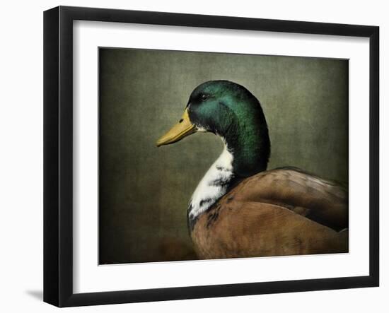 Mallard Duck Portrait-Jai Johnson-Framed Premium Giclee Print