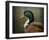 Mallard Duck Portrait-Jai Johnson-Framed Premium Giclee Print
