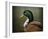 Mallard Duck Portrait-Jai Johnson-Framed Premium Giclee Print