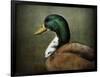 Mallard Duck Portrait-Jai Johnson-Framed Giclee Print