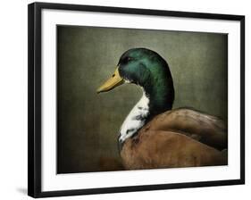 Mallard Duck Portrait-Jai Johnson-Framed Giclee Print