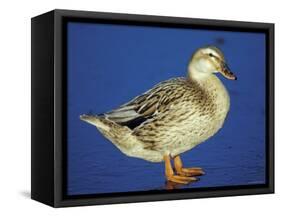 Mallard Duck Stanging on Ice, UK-Colin Varndell-Framed Stretched Canvas