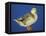 Mallard Duck Stanging on Ice, UK-Colin Varndell-Framed Stretched Canvas