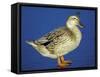 Mallard Duck Stanging on Ice, UK-Colin Varndell-Framed Stretched Canvas