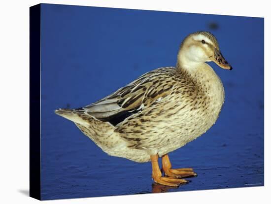 Mallard Duck Stanging on Ice, UK-Colin Varndell-Stretched Canvas