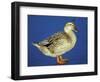 Mallard Duck Stanging on Ice, UK-Colin Varndell-Framed Premium Photographic Print