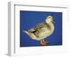 Mallard Duck Stanging on Ice, UK-Colin Varndell-Framed Premium Photographic Print