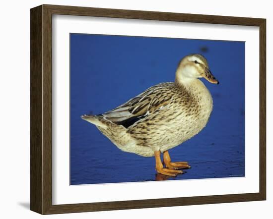 Mallard Duck Stanging on Ice, UK-Colin Varndell-Framed Photographic Print