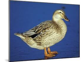 Mallard Duck Stanging on Ice, UK-Colin Varndell-Mounted Photographic Print