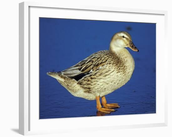 Mallard Duck Stanging on Ice, UK-Colin Varndell-Framed Photographic Print