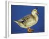 Mallard Duck Stanging on Ice, UK-Colin Varndell-Framed Photographic Print