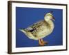 Mallard Duck Stanging on Ice, UK-Colin Varndell-Framed Photographic Print