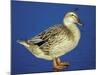 Mallard Duck Stanging on Ice, UK-Colin Varndell-Mounted Photographic Print