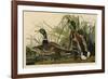 Mallard Duck-John James Audubon-Framed Giclee Print