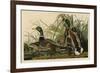 Mallard Duck-John James Audubon-Framed Giclee Print