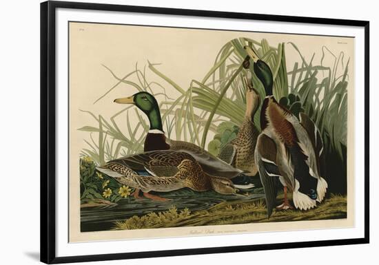 Mallard Duck-John James Audubon-Framed Giclee Print