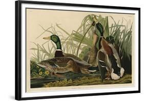 Mallard Duck-John James Audubon-Framed Giclee Print