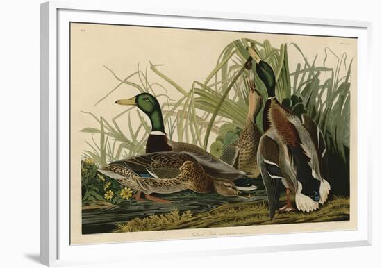 Mallard Duck-John James Audubon-Framed Giclee Print