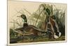 Mallard Duck-John James Audubon-Mounted Giclee Print