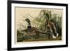 Mallard Duck-John James Audubon-Framed Giclee Print