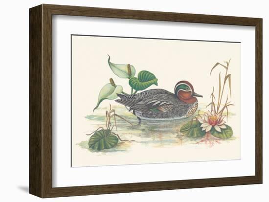 Mallard Duck-null-Framed Art Print