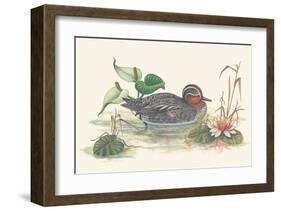 Mallard Duck-null-Framed Art Print