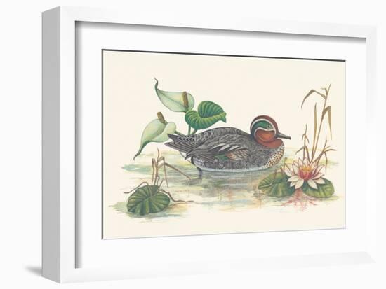 Mallard Duck-null-Framed Art Print