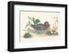 Mallard Duck-null-Framed Art Print