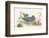 Mallard Duck-null-Framed Art Print