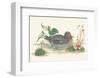 Mallard Duck-null-Framed Art Print