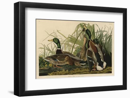 Mallard Duck-John James Audubon-Framed Art Print