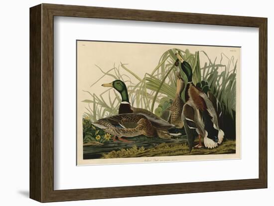 Mallard Duck-John James Audubon-Framed Art Print