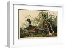 Mallard Duck-John James Audubon-Framed Art Print