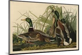 Mallard Duck-John James Audubon-Mounted Art Print