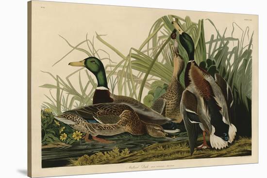 Mallard Duck-John James Audubon-Stretched Canvas