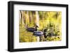 Mallard Duck-null-Framed Photographic Print