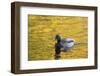 Mallard Duck-null-Framed Photographic Print