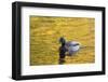 Mallard Duck-null-Framed Photographic Print