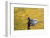 Mallard Duck-null-Framed Photographic Print