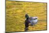 Mallard Duck-null-Mounted Photographic Print