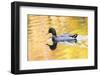 Mallard Duck-null-Framed Photographic Print