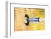 Mallard Duck-null-Framed Photographic Print