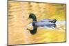 Mallard Duck-null-Mounted Photographic Print