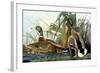 Mallard Duck-John James Audubon-Framed Giclee Print