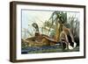 Mallard Duck-John James Audubon-Framed Giclee Print